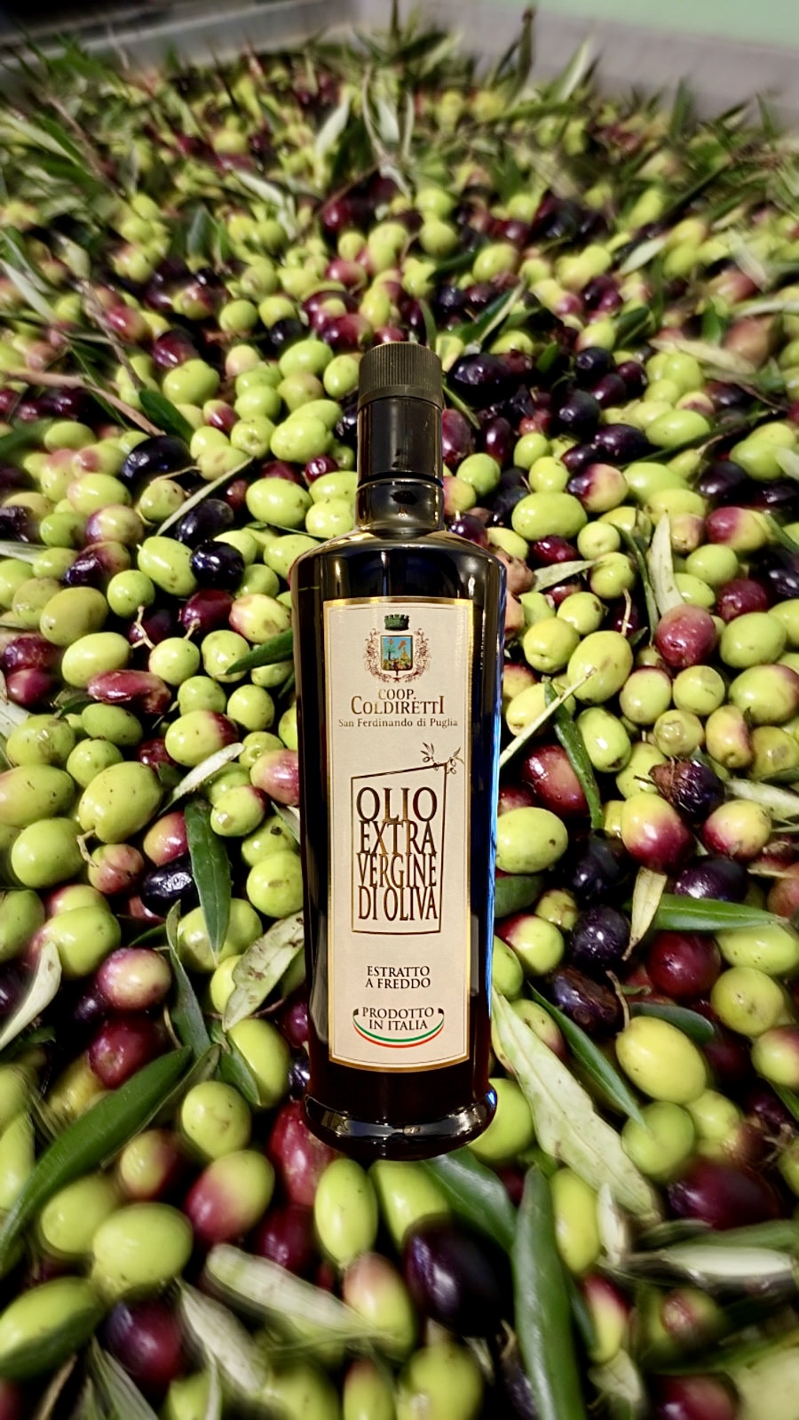 BOTTIGLIA OLIO PUGLIA 1 LT